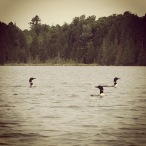 There is a family of at least six loons that live on the lake. You can hear their haunting calls at all hours.